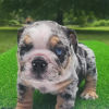 Photo №1. french bulldog - for sale in the city of Rimbo | 500$ | Announcement № 48043
