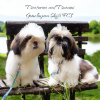 Photo №1. shih tzu - for sale in the city of Tallinn | 740$ | Announcement № 113049