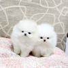 Photo №2 to announcement № 65044 for the sale of pomeranian - buy in Greece private announcement