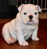 Photo №4. I will sell english bulldog in the city of Demene. private announcement - price - Is free
