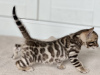 Additional photos: Bengal kittens from titled parents