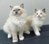 Photo №1. ragdoll - for sale in the city of Bronxville | Is free | Announcement № 83560