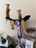 Photo №4. I will sell abyssinian cat in the city of Minsk. private announcement, from nursery - price - 642$
