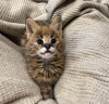 Additional photos: serval kittens