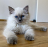 Photo №2 to announcement № 101799 for the sale of ragdoll - buy in Germany private announcement