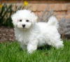 Photo №1. bichon frise - for sale in the city of Brussels | negotiated | Announcement № 124774