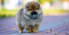 Photo №1. pomeranian - for sale in the city of Амстердам | 1821$ | Announcement № 10479