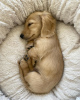 Photo №2 to announcement № 90698 for the sale of dachshund - buy in Finland private announcement