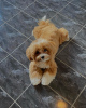 Photo №3. Proposed male dog breed Maltipu for mating hybrid F1, name Winston 21.07.2021 in Poland. Announcement № 52485