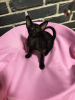 Photo №1. oriental shorthair - for sale in the city of Saratov | 391$ | Announcement № 64822