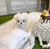 Photo №4. I will sell maltese dog in the city of Monterey. private announcement, breeder - price - 350$