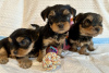 Photo №1. yorkshire terrier - for sale in the city of New York | 300$ | Announcement № 112307