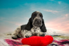Photo №1. english cocker spaniel - for sale in the city of St. Petersburg | 651$ | Announcement № 41052