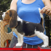 Photo №2 to announcement № 124721 for the sale of beagle - buy in Germany private announcement