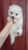 Photo №3. Japanese spitz puppies. Ukraine