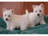 Photo №1. west highland white terrier - for sale in the city of Berlin | 264$ | Announcement № 117301