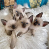 Photo №3. beautiful Siamese kittens. Germany