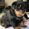 Photo №1. rottweiler - for sale in the city of Мадрид | negotiated | Announcement № 42772