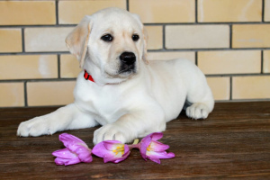 Photo №3. Labrador (Eng bloodline). Russian Federation