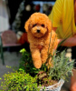 Additional photos: Toy and teddy bear poodles