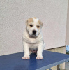 Photo №4. I will sell tazy in the city of Šabac. breeder - price - Is free