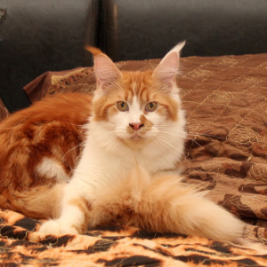 Photo №2 to announcement № 3735 for the sale of maine coon - buy in Russian Federation from nursery