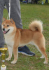 Additional photos: Shiba Inu puppies