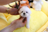 Photo №1. maltese dog - for sale in the city of Stockholm | Is free | Announcement № 84883