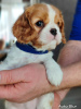 Photo №2 to announcement № 92313 for the sale of cavalier king charles spaniel - buy in Russian Federation private announcement