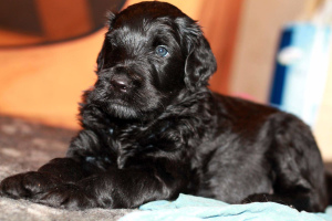 Photo №3. I offer puppies Russian black terrier, St. Petersburg. Russian Federation