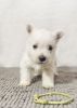 Photo №2 to announcement № 92130 for the sale of west highland white terrier - buy in Moldova from nursery
