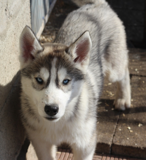 Photo №2 to announcement № 5463 for the sale of siberian husky - buy in Russian Federation from nursery, breeder