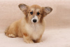 Photo №2 to announcement № 12239 for the sale of welsh corgi - buy in Ukraine breeder