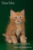 Additional photos: Siberian kitten Ognedar