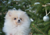 Photo №2 to announcement № 14288 for the sale of pomeranian - buy in Ukraine private announcement, from nursery, breeder