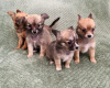 Photo №2 to announcement № 96588 for the sale of chihuahua - buy in United States private announcement