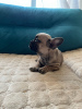 Photo №4. I will sell french bulldog in the city of Lazarevac. private announcement - price - negotiated
