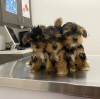 Additional photos: Yorkshire terrier puppy