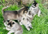 Photo №2 to announcement № 62774 for the sale of siberian husky - buy in Norway private announcement