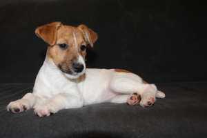 Photo №1. jack russell terrier - for sale in the city of Balakovo | 312$ | Announcement № 1635