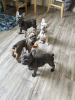 Photo №4. I will sell french bulldog in the city of Каван. private announcement - price - negotiated