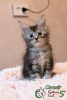 Photo №2 to announcement № 17604 for the sale of maine coon - buy in Russian Federation private announcement, from nursery, breeder