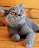 Photo №2 to announcement № 108938 for the sale of british shorthair - buy in Germany private announcement