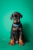 Additional photos: Doberman puppies for sale