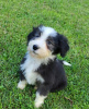 Photo №1. bearded collie - for sale in the city of Berlin | Is free | Announcement № 95191