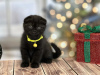 Photo №2 to announcement № 84209 for the sale of scottish fold - buy in Finland private announcement