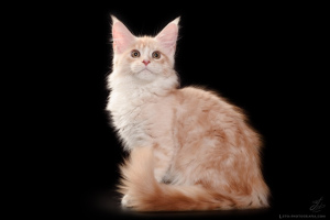 Photo №3. Large Maine Coon kitten of a precious color. Russian Federation