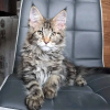 Photo №1. maine coon - for sale in the city of Atlanta | 423$ | Announcement № 118120