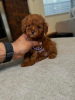 Photo №2 to announcement № 99288 for the sale of poodle (toy) - buy in United States breeder