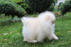 Photo №2 to announcement № 67907 for the sale of pomeranian - buy in Belarus from nursery